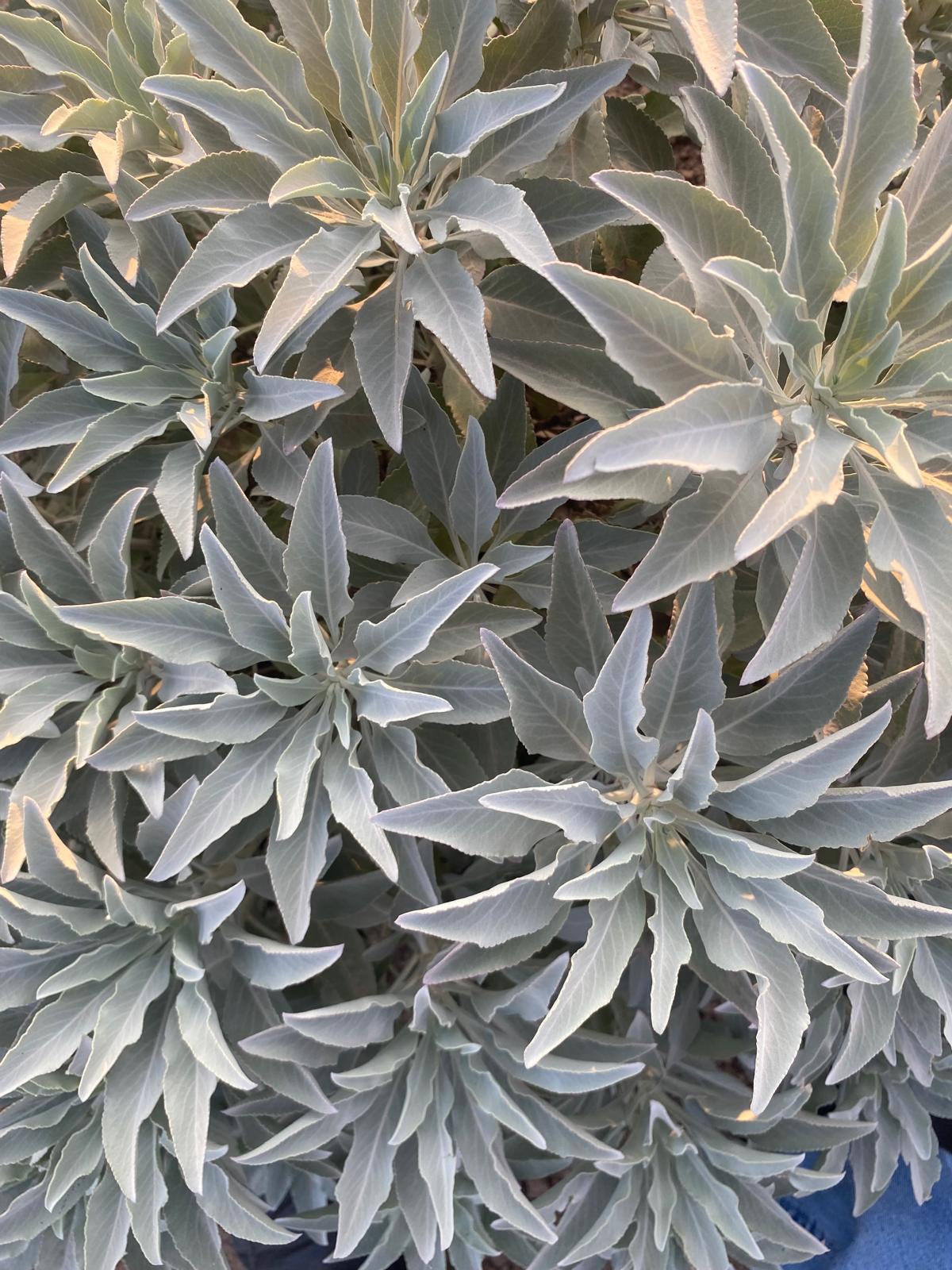 White Sage smudge stick.
