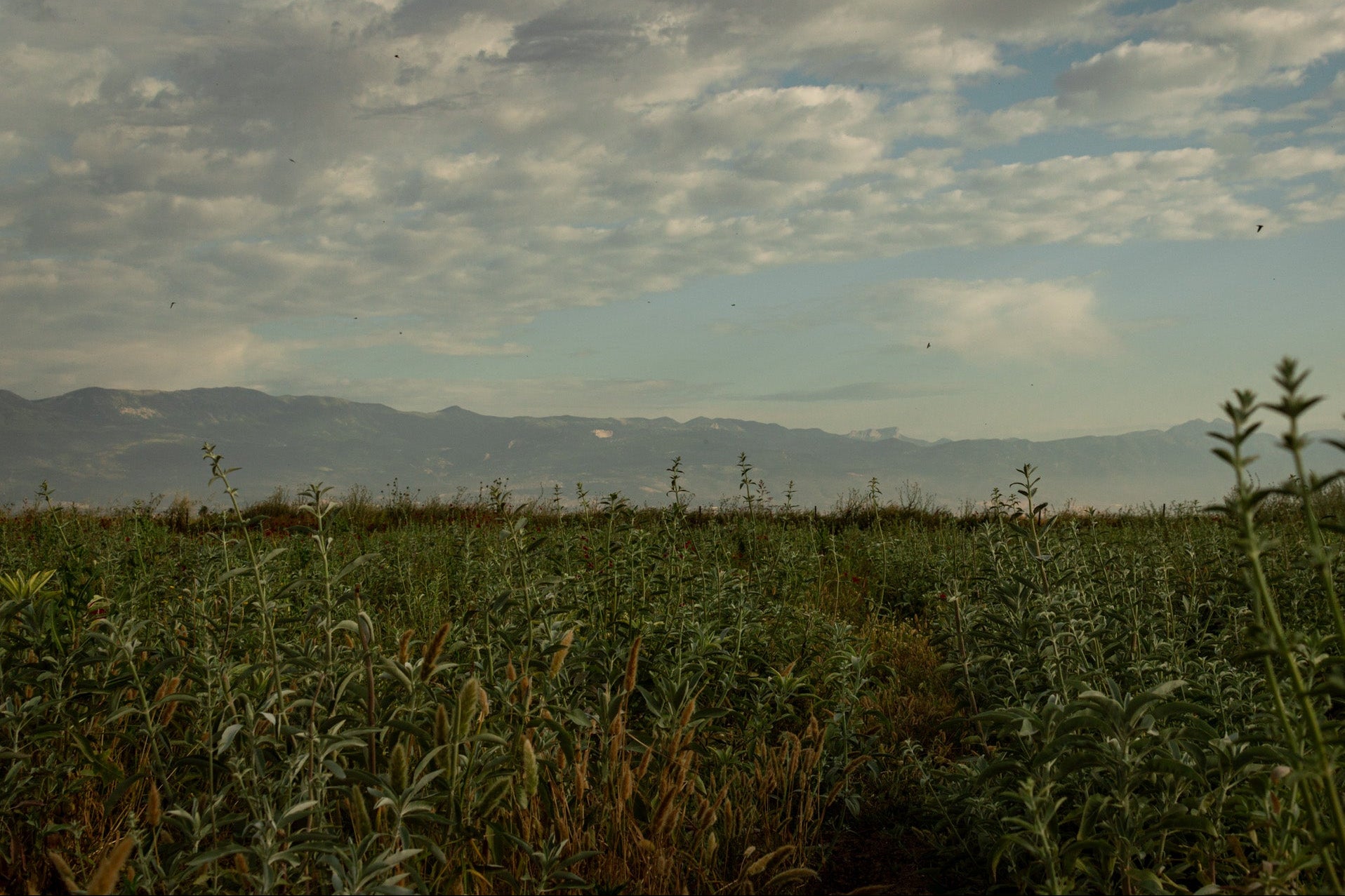 Sage farm in hatay
