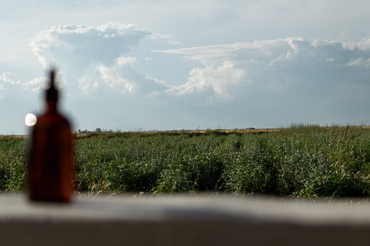 black seed oil bottle on a ledge with a field and cloudy sky in the background