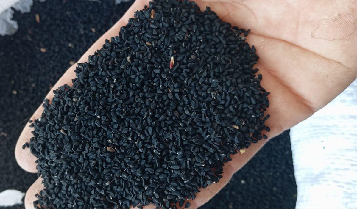Hand holding a small amount of black granular material against a blurred natural background