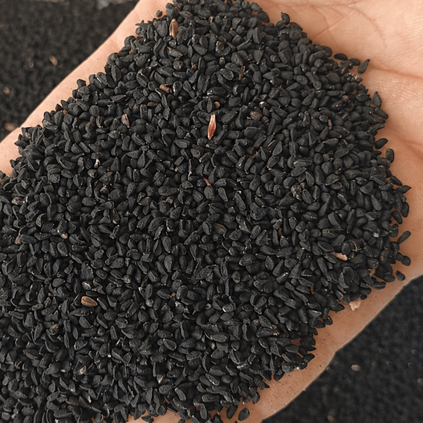 Hand holding a small pile of dark Nigella sativa seeds against a neutral background