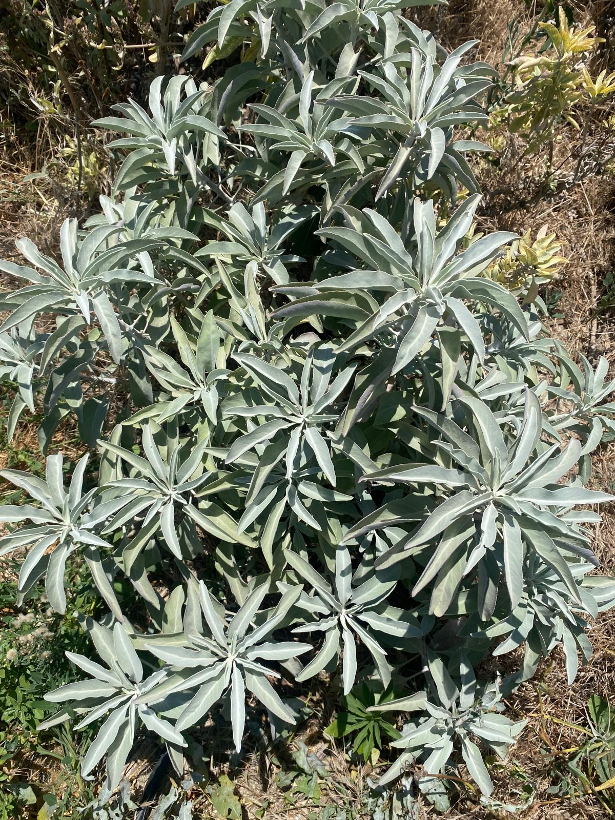 White Sage smudge stick.